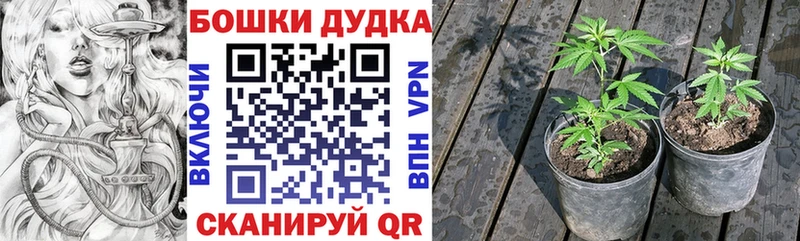 Каннабис сатива Зуевка